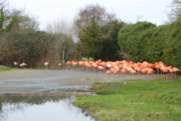 youngsters on edge of carib flock.JPG